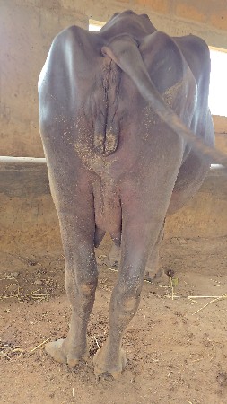 ભેંસ વેચવાની છે