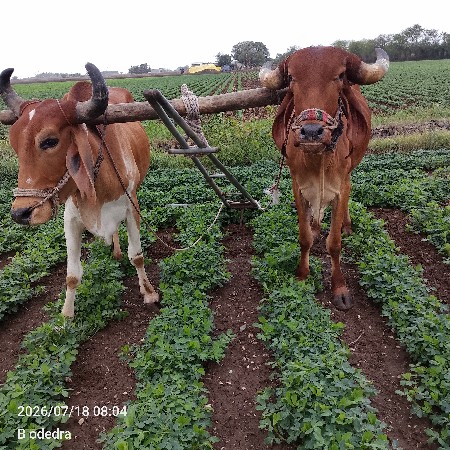 ગોધલા