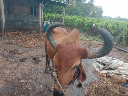 આ બળદ વેચવાનો છે
