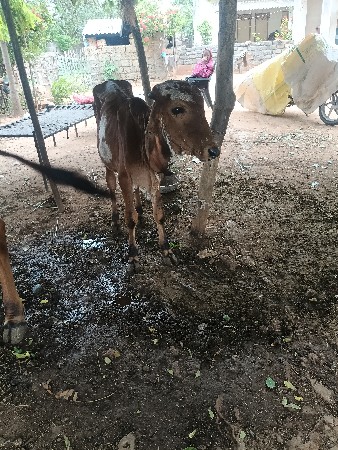ગાય અને બે વાંસલડી  વેચવાની છે