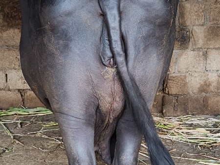 ભેંસ વેચવાની છે