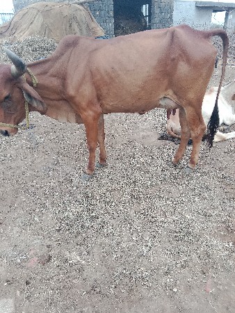 આ ગાય વેચવાની છે