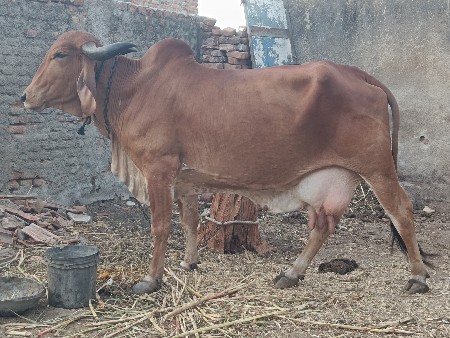 ગાય વેચવાની છે.
