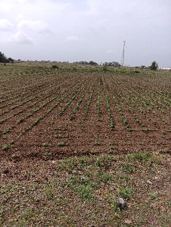 ગીરનાર ૪