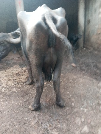 વેચવાની છે