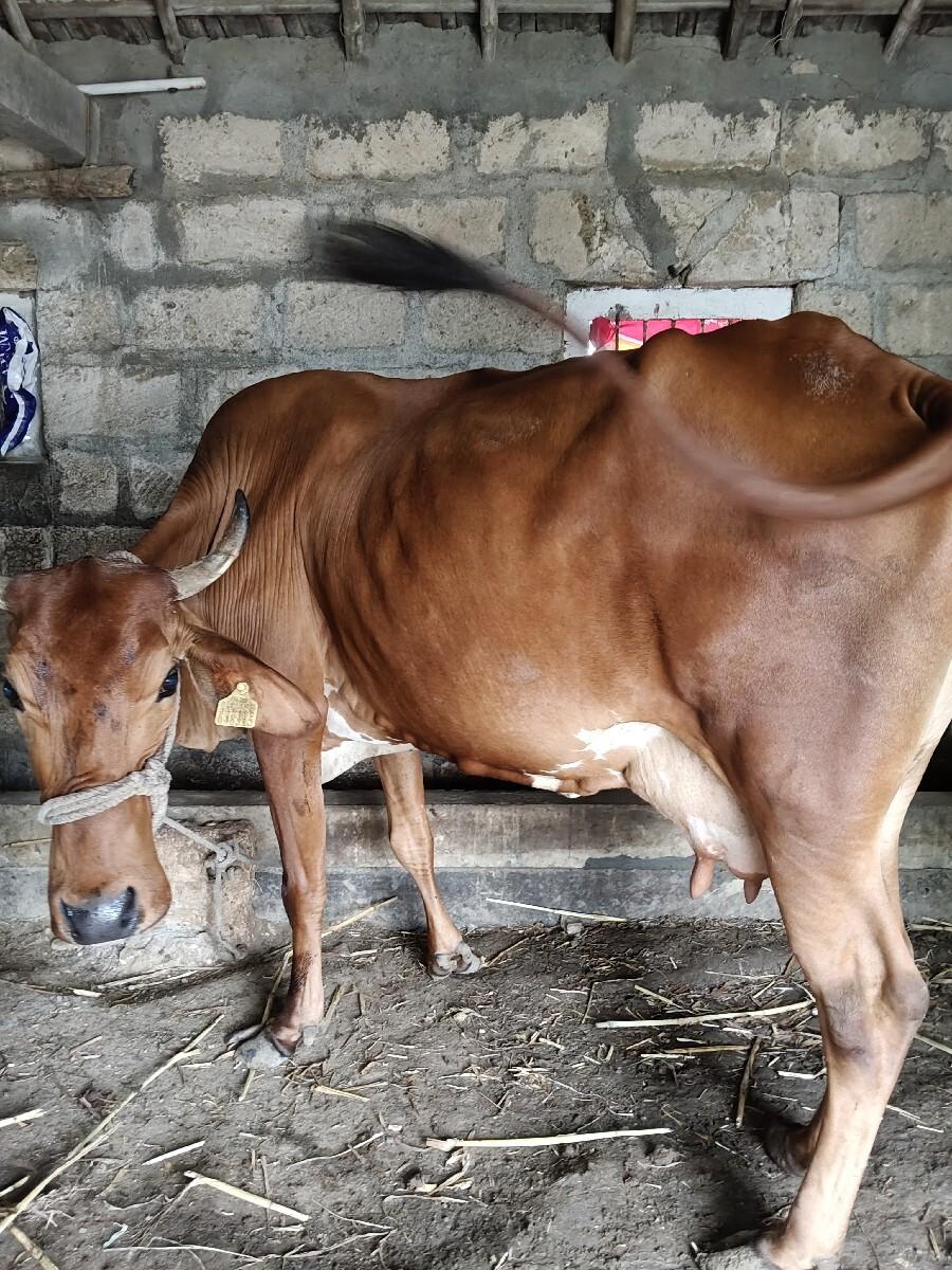 ક્રોસ ગાય