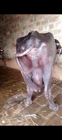 ભેંશ વેસવા ની છે