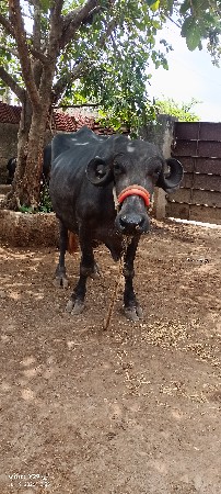 ભેંશ વેચવાની છે બધી જવાબદારી થી