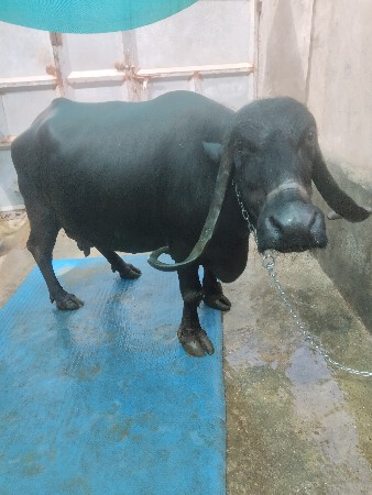 ભેંશ વેચવાની છે