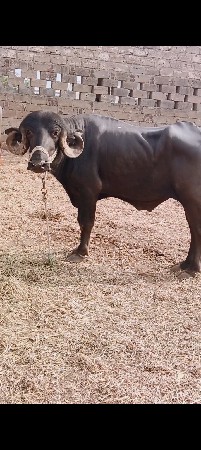 પાડૉ વૅચવાનૉ છે
