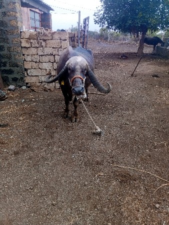 ભેસ