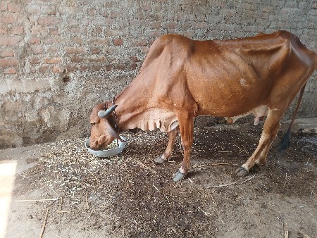 ગાય વેચવાની છે
