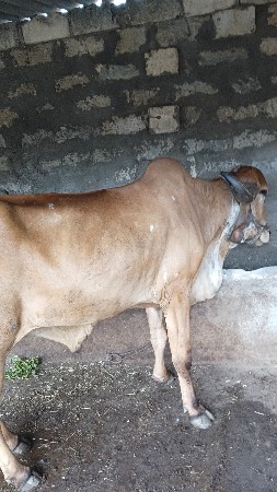 બળદ