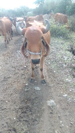 ગાય