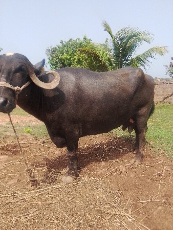 ભૈસ 25 દી વસની વેણલ પાડો