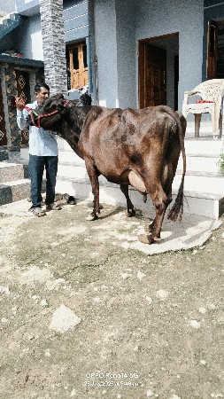 3 વેતર ગાભણ