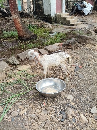 bakri paht bakro