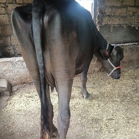ભેંસ વેચવાની છે