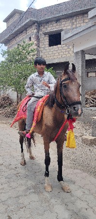 ઘોડી વેચવાની છે