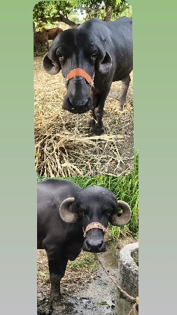 6 ખડાયા વેચવાના સે
