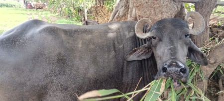 ભેંશ