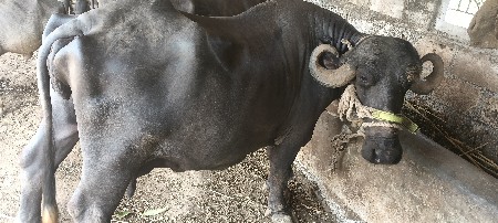 આ ભેંસ વેચવા ની છે.