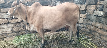ગાય વેચવાની છે
