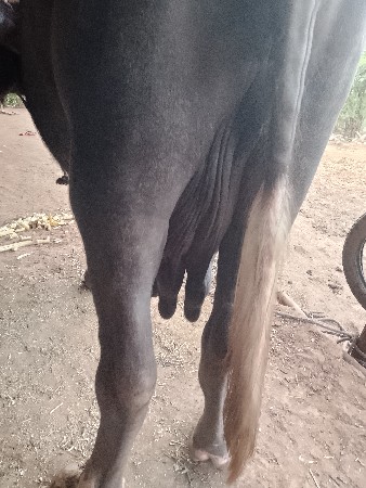 ભેંસ