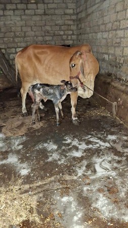 શાહીવાલ