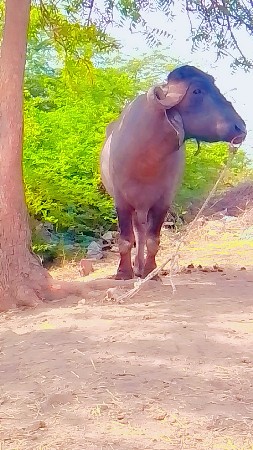 પાડો વેચવાનો