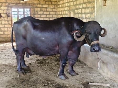ભેંશ વેચવાની છે