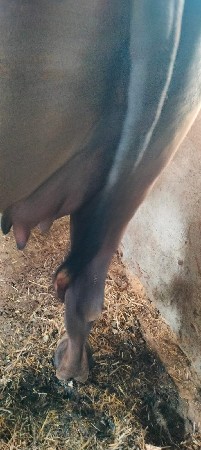 ભેંસ વેચવાની છે