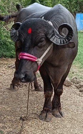 ખડાઈ વેચવાની છે