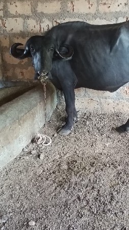 પેલું વેતર ખડાઈ વેચવાની છે