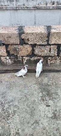 કબુતર