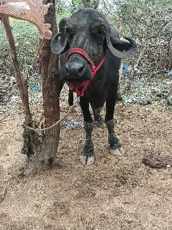 ભેંસ વેચવાની છે