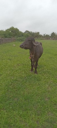આ ખડેલી વેચવાની છે