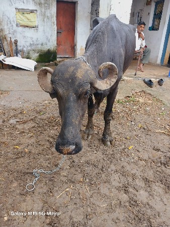 1 વેતર ખડેલી
