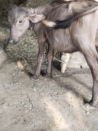 પાડી વેચવાની છે