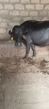 ભેંસ વેચવાની