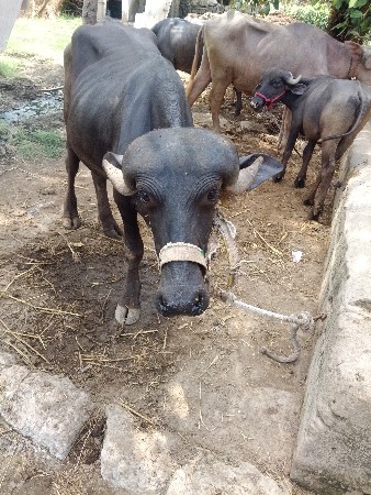 પાડો વેશવા નો છે