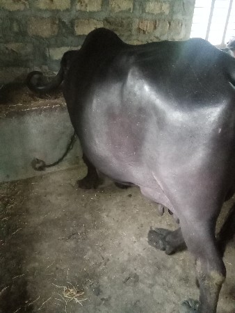 આ ભેંસ વેચવાની છે