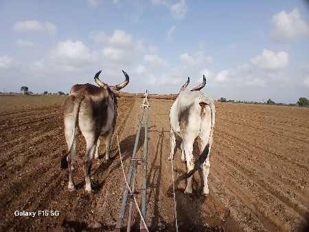 બળદ વેસવાના સે