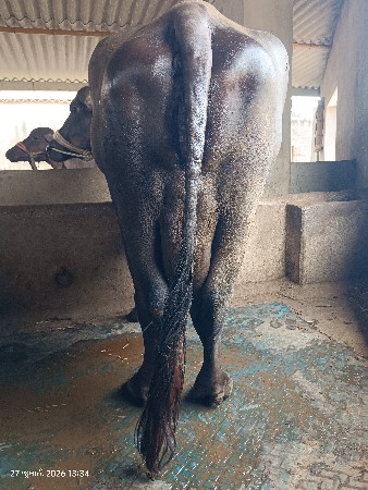 ભેંસ વેચવાની છે