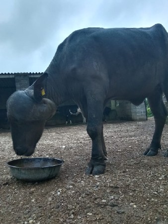 ભેંસ વેચવાની છે