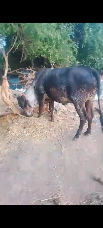 ગાય‌આજેવાણી,પલુવેત,છેદોવામાસોજી