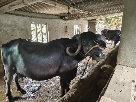 ભેંસ વેચવાની છે