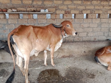 ગીર ગાય