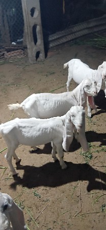 9898777132