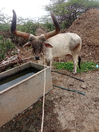 1 બરધ વેચવા નો